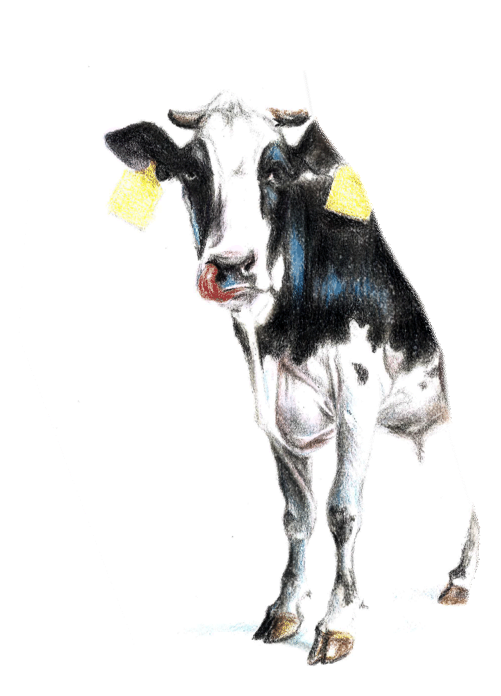 Portal Cow