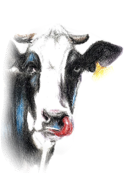 Portal Cow