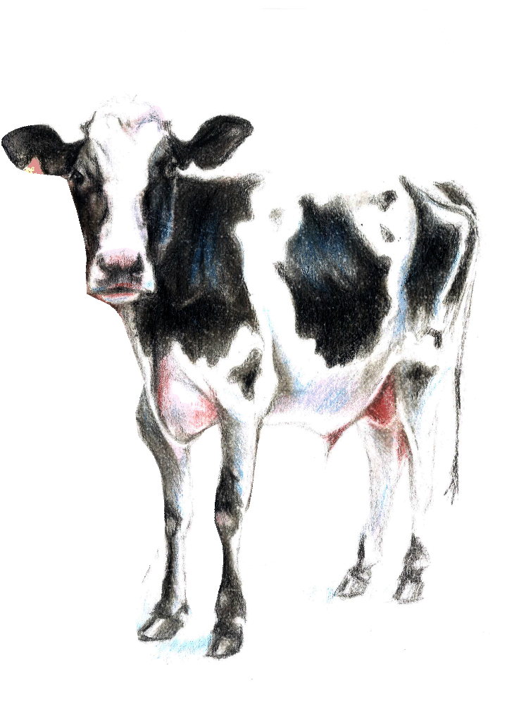 Shop Cow