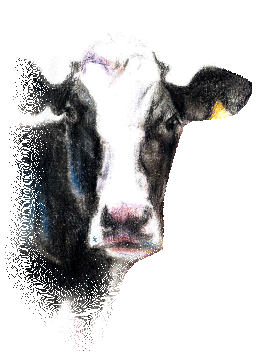 Shop Cow