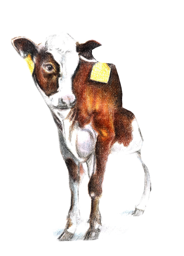 Wiki Cow