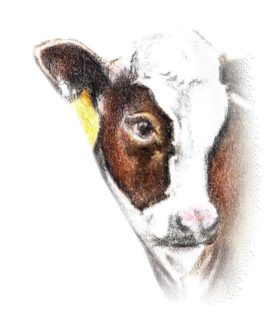 Wiki Cow